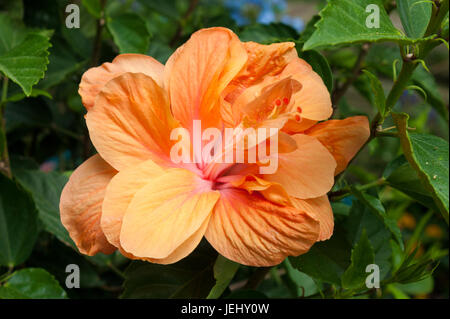 Double Orange Hibiscus (Hibiscus rosa-sinensis). Sedgwick Gardens on Long Hill estate, in Beverly, MA. Stock Photo