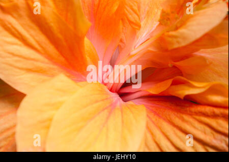Detail of Double Orange Hibiscus (Hibiscus rosa-sinensis). Sedgwick Gardens on Long Hill estate, in Beverly, MA. Stock Photo