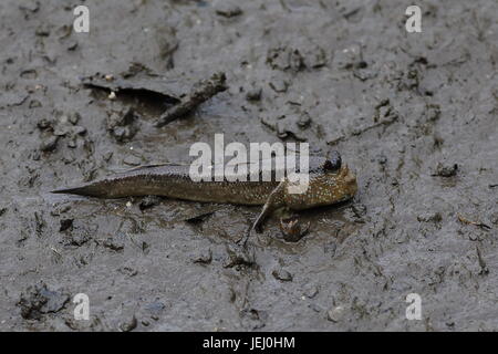 A single mudskipper in the Sungai Buloh wetland reserve, Singapore. Mudskippers are amphibious fish. Stock Photo