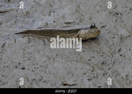 A single mudskipper in the Sungai Buloh wetland reserve, Singapore. Mudskippers are amphibious fish. Stock Photo