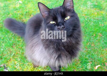 Long Haired Black Cat Sitting On A Grass Lawn Looking Up To The Camera Portrait. Stock Photo