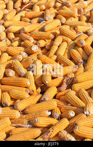 harvested corn cobs drying in the sun Stock Photo