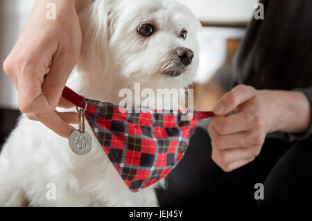 Putting on dog-collar with scarf and address pendant Stock Photo