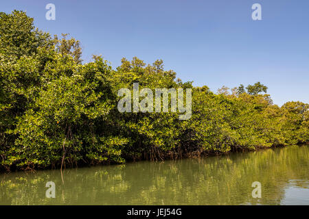 Mangrove forest in Zambales, North of Luzon, Philippines Stock Photo