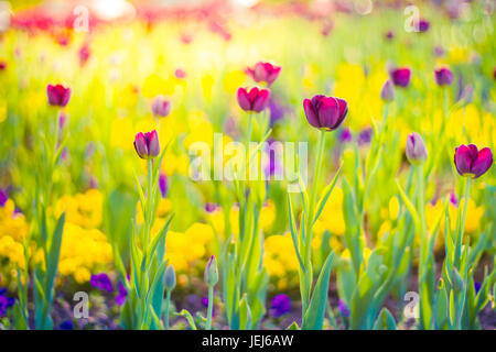 Amazing summer nature flowers, pink tulips and sunlight day landscape. Natural view spring summer flower blooming in the garden green grass background Stock Photo