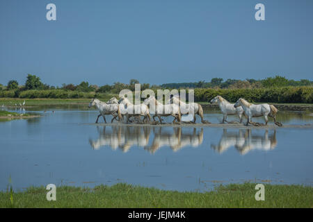 Camargue horses running through water Stock Photo