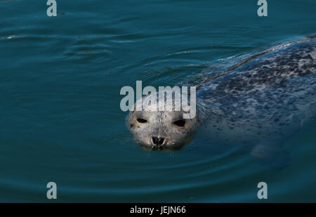 Wild Harbour seal, Phoca vitulina, swimming in a harbour Stock Photo