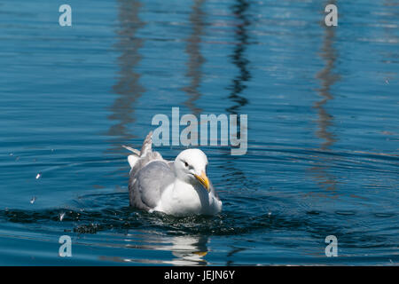 Adult Glaucous-winged gull (Larus glaucescens) swimming in ocean Stock Photo