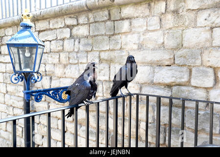 Two Ravens on the railing at the Tower of London Stock Photo