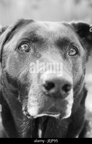 Portrait of big black dog looking frightened Stock Photo