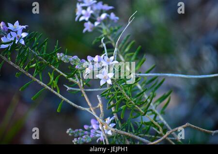 Native WA purple flowers Stock Photo