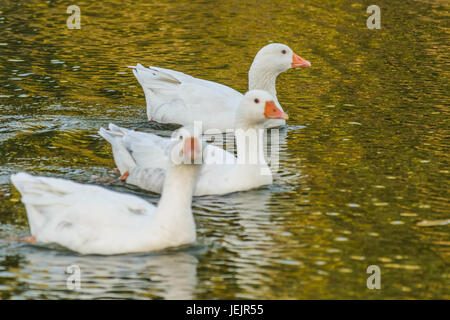 Group of Geese Swimming at Lake Stock Photo