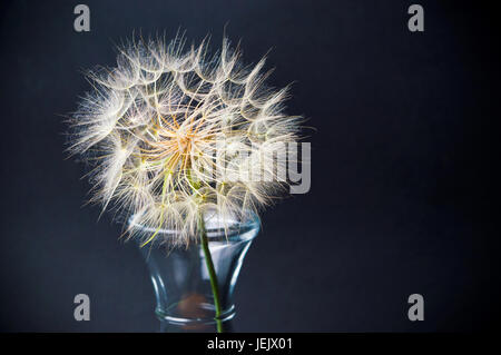 Dried dandelion in a glass jar against black background Stock Photo