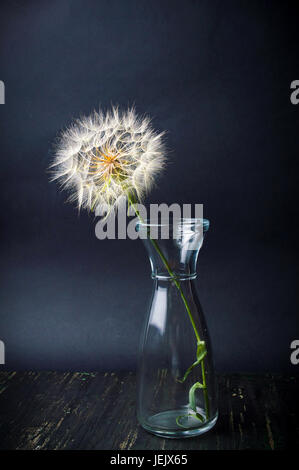 Dried dandelion in a glass jar against black background Stock Photo