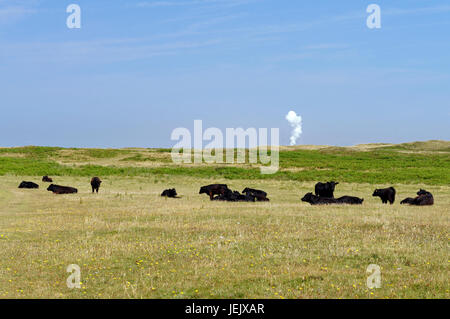 Welsh Black cattle and smoke from Port Talbot Steel Works in distance, Kenfig, South Wales, UK. Stock Photo
