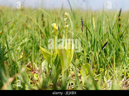 Fen Orchid, Liparis loeselii var ovata, very rare orchid, Kenfig National Nature Reserve, Porthcawl, South Wales. Stock Photo