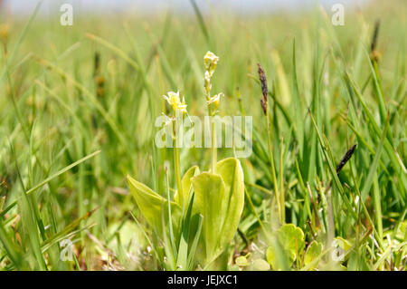 Fen Orchid, Liparis loeselii var ovata, very rare orchid, Kenfig National Nature Reserve, Porthcawl, South Wales. Stock Photo