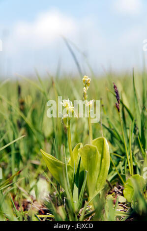 Fen Orchid, Liparis loeselii var ovata, very rare orchid, Kenfig National Nature Reserve, Porthcawl, South Wales. Stock Photo