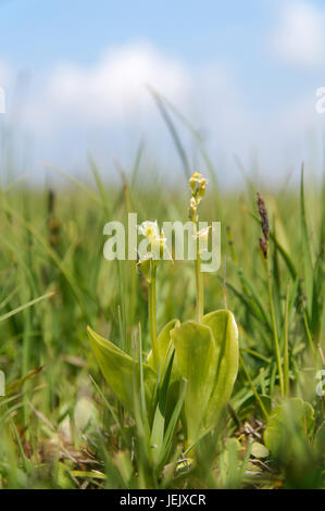 Fen Orchid, Liparis loeselii var ovata, very rare orchid, Kenfig National Nature Reserve, Porthcawl, South Wales. Stock Photo