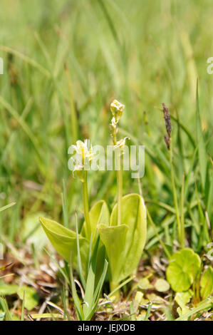 Fen Orchid, Liparis loeselii var ovata, very rare orchid, Kenfig National Nature Reserve, Porthcawl, South Wales. Stock Photo