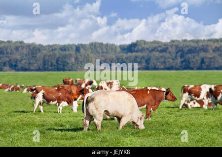 Red Frisian-Holstein cows grazing in a green meadow with a bull on the foreground, The Netherlands. Stock Photo