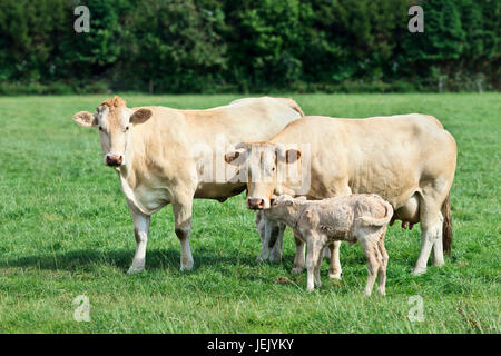 Two Blonde d'Aquitaine cows and a newborn calf in a fresh green meadow Stock Photo