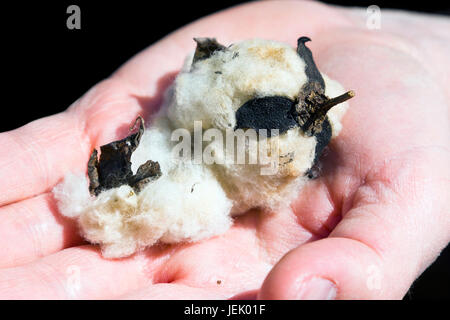 Man holding a natural cotton ball Stock Photo