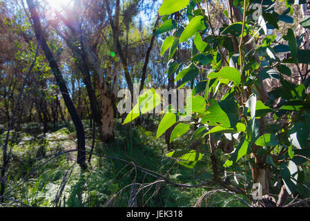 A young Eucalypt (Gum) tree growing in Sydney bush land with bush fire scarred trees in the background. Stock Photo
