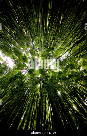 Bamboo Forest along the Pipiwai Trail, Haleakala National Park, Maui