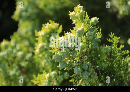 Pine tree detail Stock Photo