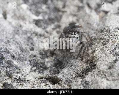 Jumping Spider, Philaeus chrysops Stock Photo
