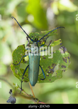 Musk beetle, Aromia moschata Stock Photo