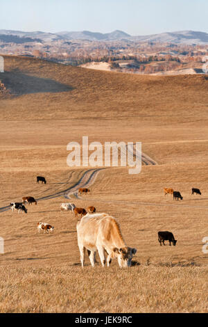 Herd grazing cows in a vast steppe, Inner Mongolia, China Stock Photo