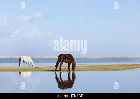 Two grazing horses at Qinghai lake Stock Photo