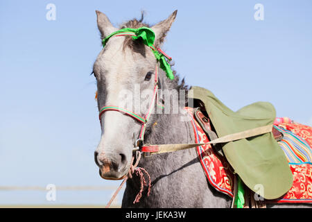 A gray Tibetan horse is saddled and waiting for the horseman Stock Photo