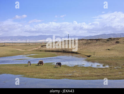 Grazing Yaks in the vast wetlands of Qinghai, China Stock Photo