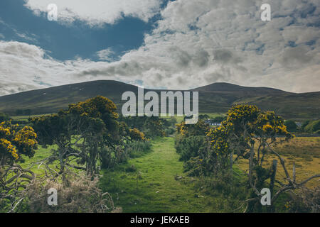 a beautiful Irish countryside alongside a farm. Stock Photo