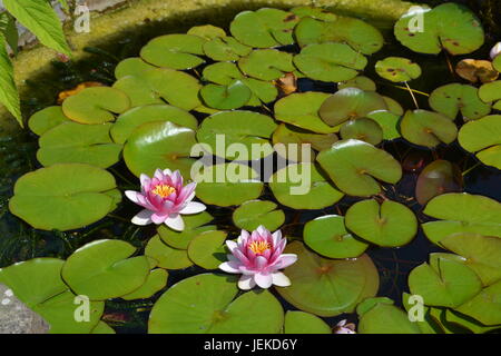 Pink lily lilies and pads in large garden pond Stock Photo