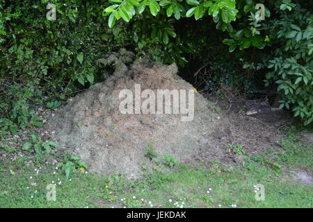 Grass cuttings compost heap in garden with grass at front and shrubs bushes to background Herefordshire England UK Stock Photo