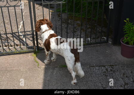 English Springer Spaniel standing on concrete patio yard looking through black painted decorative metal garden gate watching for cats people animals Stock Photo