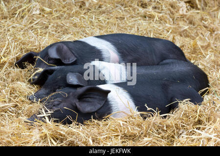 Three young British Saddleback pigs Stock Photo
