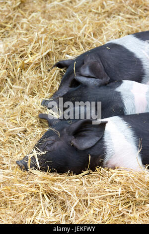 Three young British Saddleback pigs Stock Photo