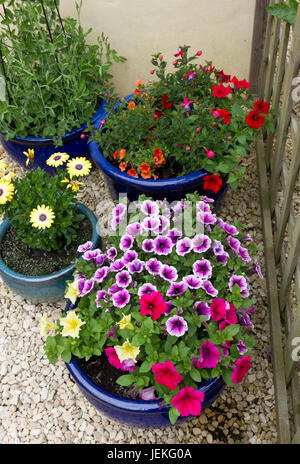 Multicoloured Petunias Stock Photo
