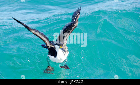 Australian pied cormorant bird in sea, Australia Stock Photo