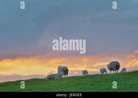 Sheep in a field at sunset, Petkum, Emden, Lower Saxony, Germany Stock Photo