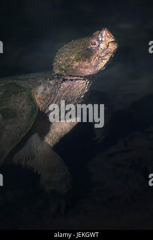 Common snapping turtle (Chelydra serpentina) in water, Florida, United States Stock Photo