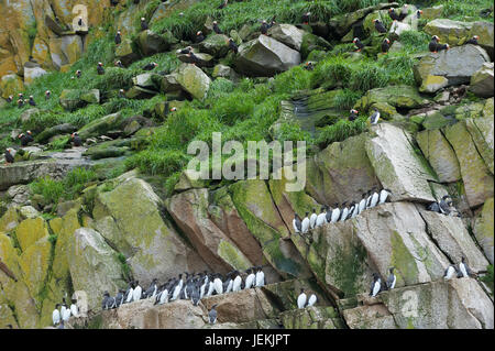 Tufted Puffins (Fratercula cirrhata) and Common murres (Uria aalge) on the cliffs of Cape Achen, Chukotka, Russia Stock Photo