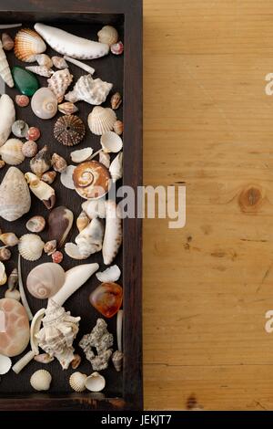 A box with shells and other maritime findings on a wooden table Stock Photo