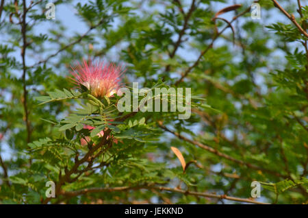 Mantis on red powder puff tree flowers Stock Photo