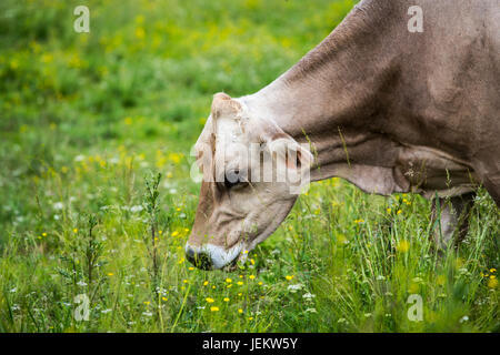 Cow (Swiss Braunvieh breed) grazing on a green meadow. Cow's face. Stock Photo